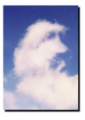 Afgan, poodle?/!