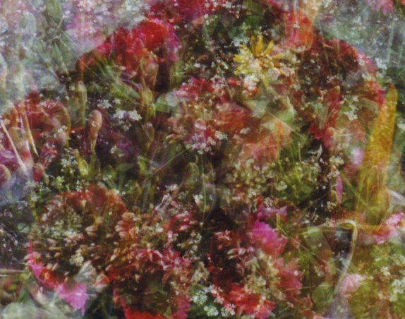 Gaze into Ardeth's garden