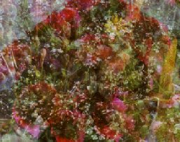 Gaze into the Garden
