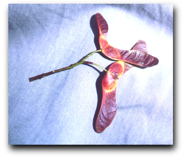 seeds of hummingbird