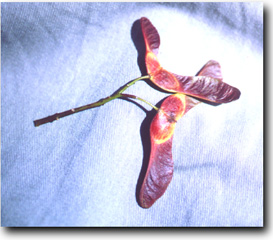 Maple seed hummingbird image