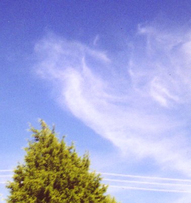 sky dog with long neck