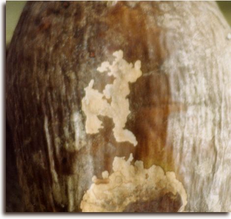 Pluto on a coconut