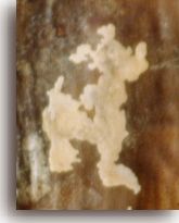 Hey Micky it's Pluto