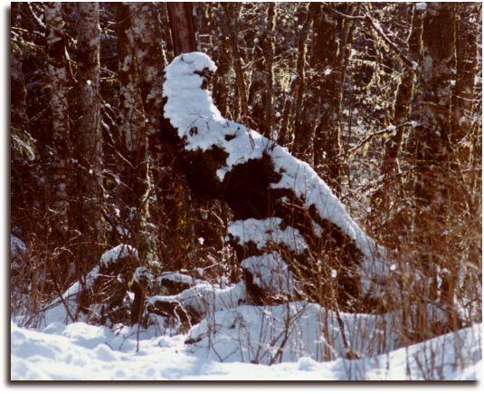 Snow Bird