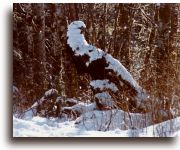 Snowbird
