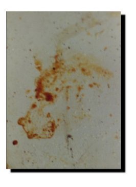 Great Dane tomato stain