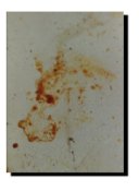 Tomatoe Stain The Great Dane